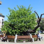 Горео Карађорђев дуд: оштећен један од најпознатијих историјских симбола Смедерева