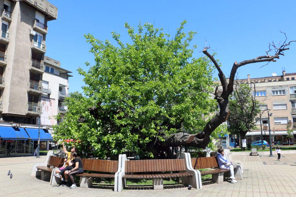 Горео Карађорђев дуд: оштећен један од најпознатијих историјских симбола Смедерева